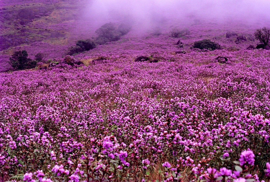 About_Neelakurinji_Blooms_Kerala