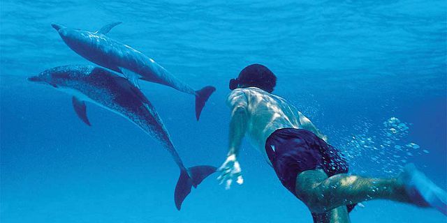 Mauritius dolphin swimming