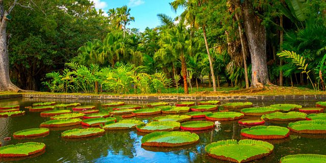 Pamplemousse Botanical Garden Mauritius