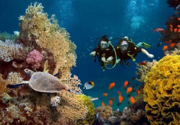 marine life in andaman and nicobar islands