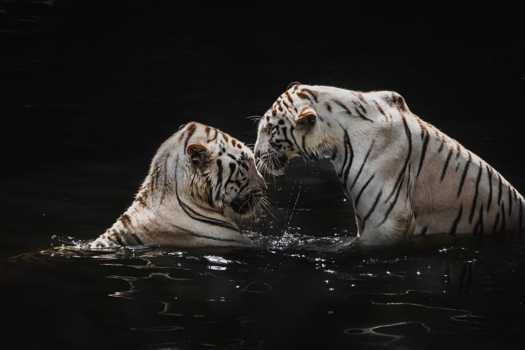 Singapore Zoo