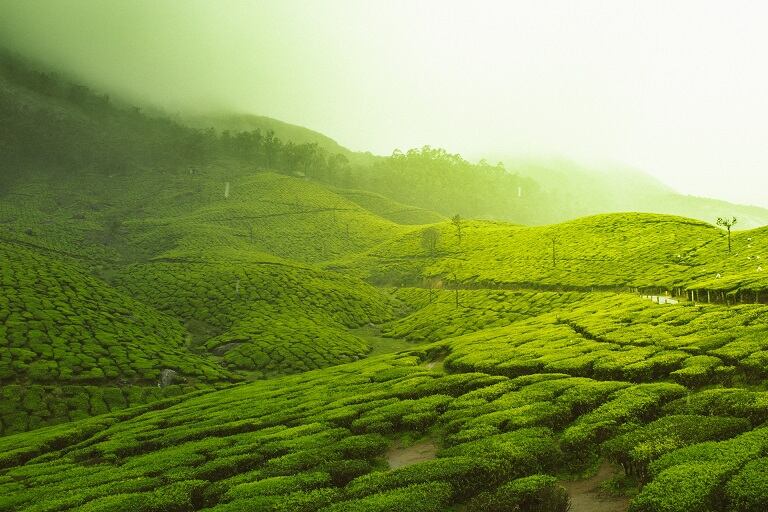Munnar Tea Gardens: Finest Tea Estates In India | SOTC