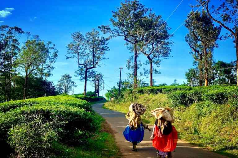 Mudumalai hill station