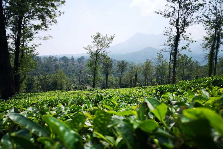 tea gardens at Valparai