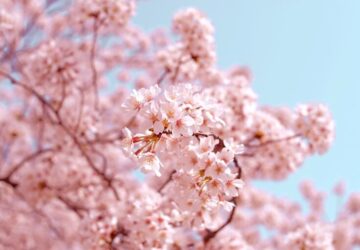 Cherry Blossom Japan Season