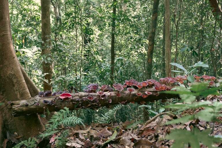 Forest near Athirapally Waterfalls