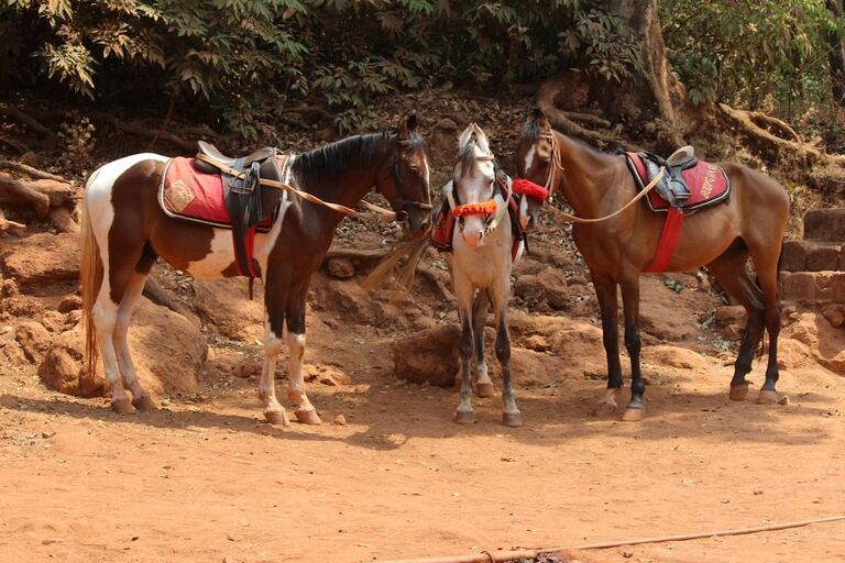 Horse Riding in Matheran