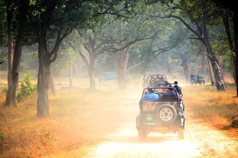 Jungle Safari in Athirapally