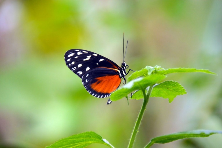 Butterfly Park in Ramoji Film City