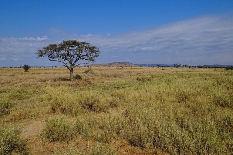 East Africa Serengeti National Park View