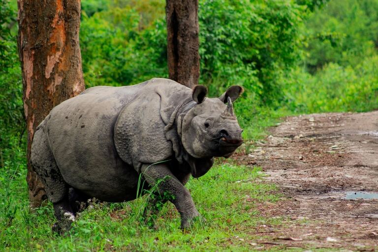 One horned Rhino at Kaziranga National Park