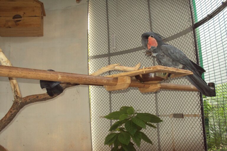 Probosciger Aterrimus at Bird Park in Ramoji Film City