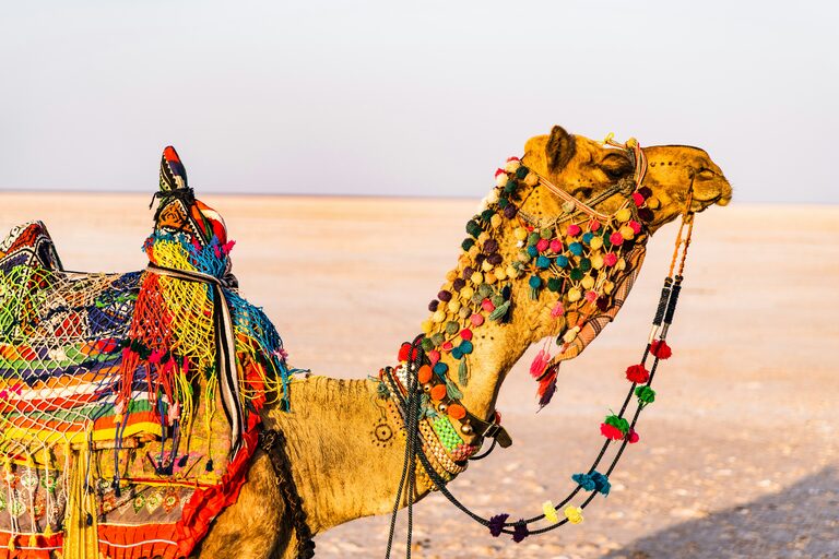 Must-Experience Places in Bhuj, Kutch for your next trip