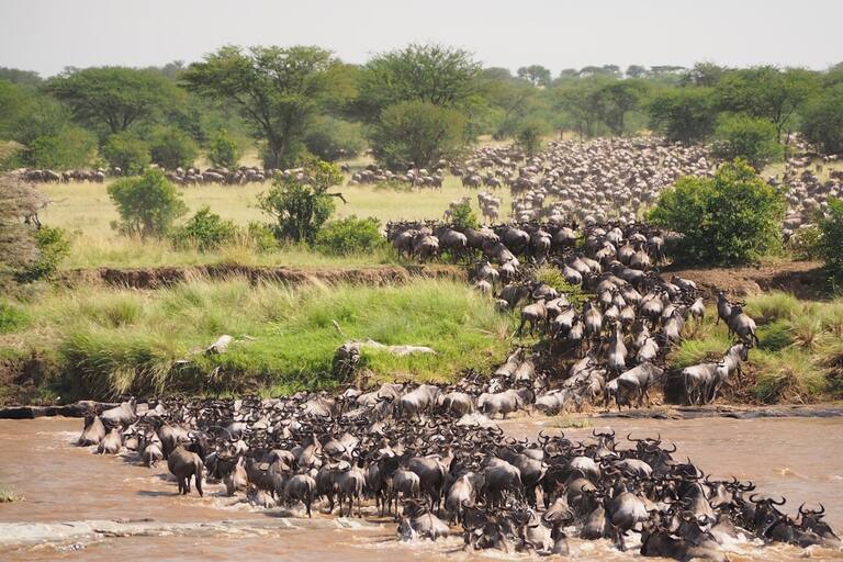 Wildebeest Migration at Serengeti National Park