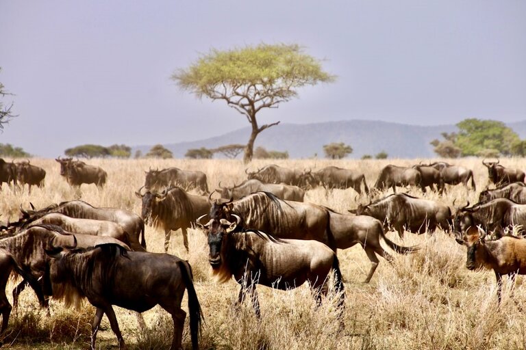 Wildebeest at Serengeti National Park