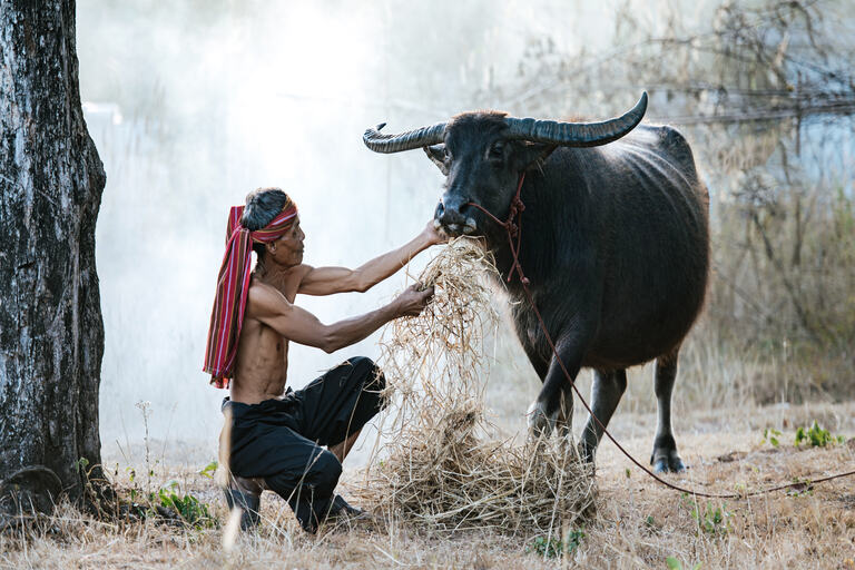 Kambala Festival