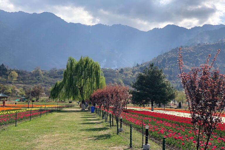 Tulip Garden